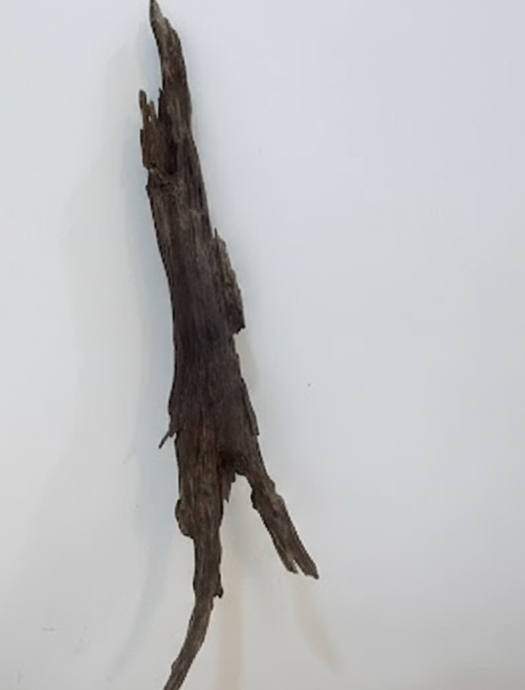 Sumatra Tiger Agarwood Chips 50 gram